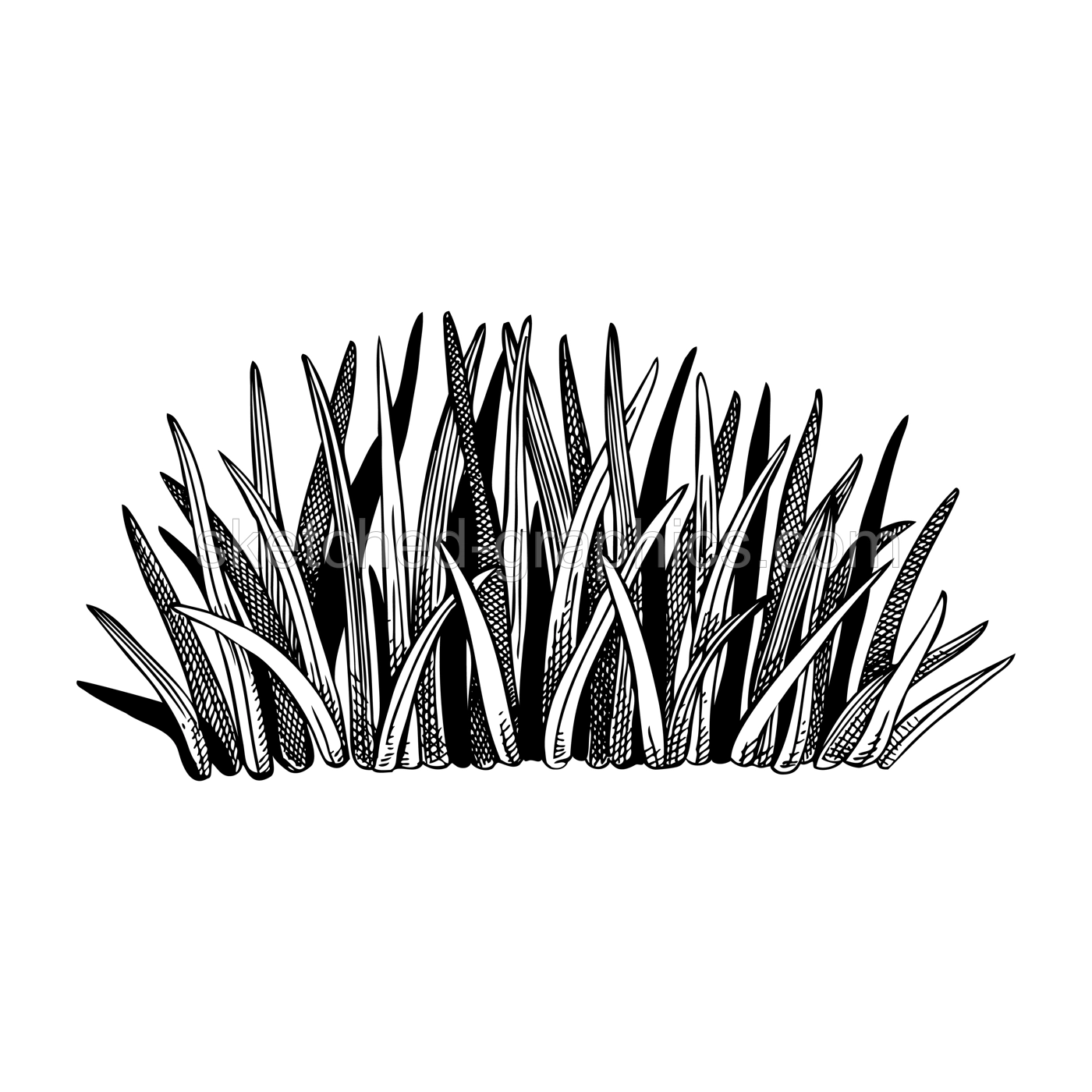 Spring meadow and grass drawing in engraved style. Field plants sketch. Decorative wild leaves vector illustration isolated on white background Illustration